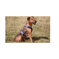 Niggeloh Dog Harness Follow Start